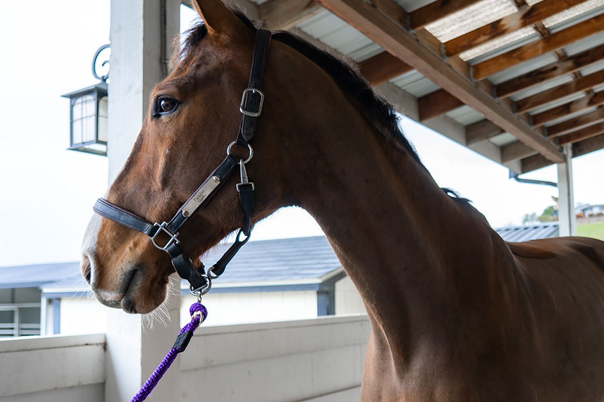 Five Star Equestrian, a Connected Horse Certified Barn in Pleasanton, CA