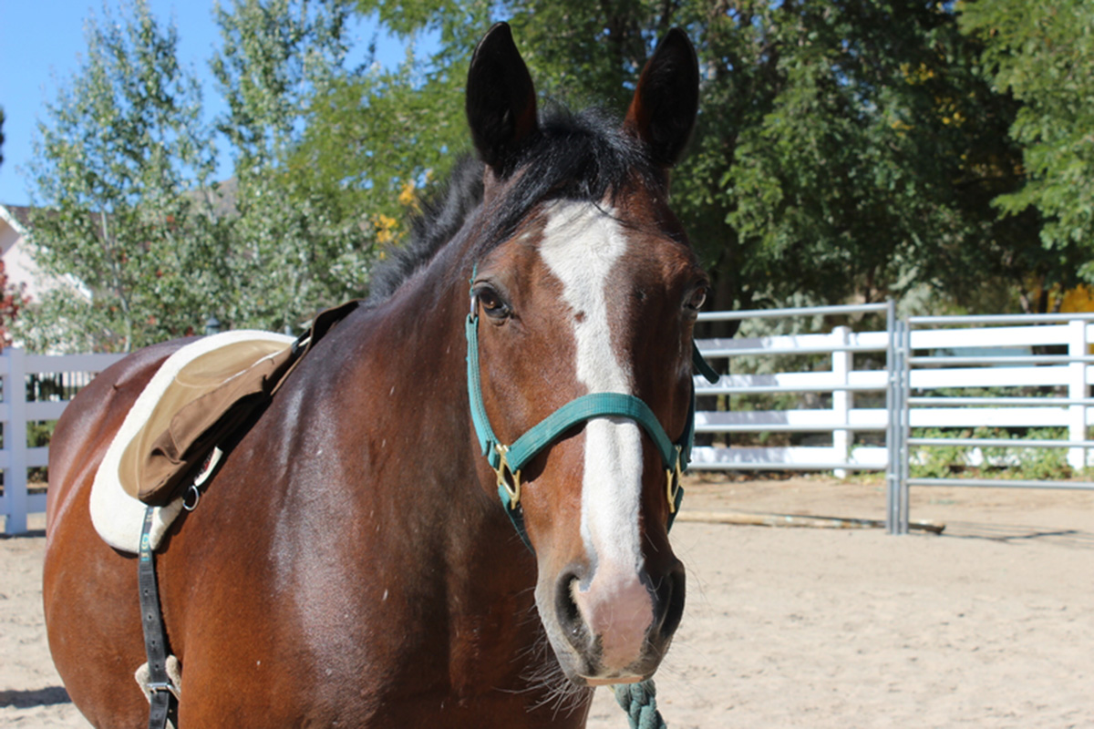 Meet Tonka, one of the crew at Kids N Horses in Minden, NV - a Connected Horse Certified Barn