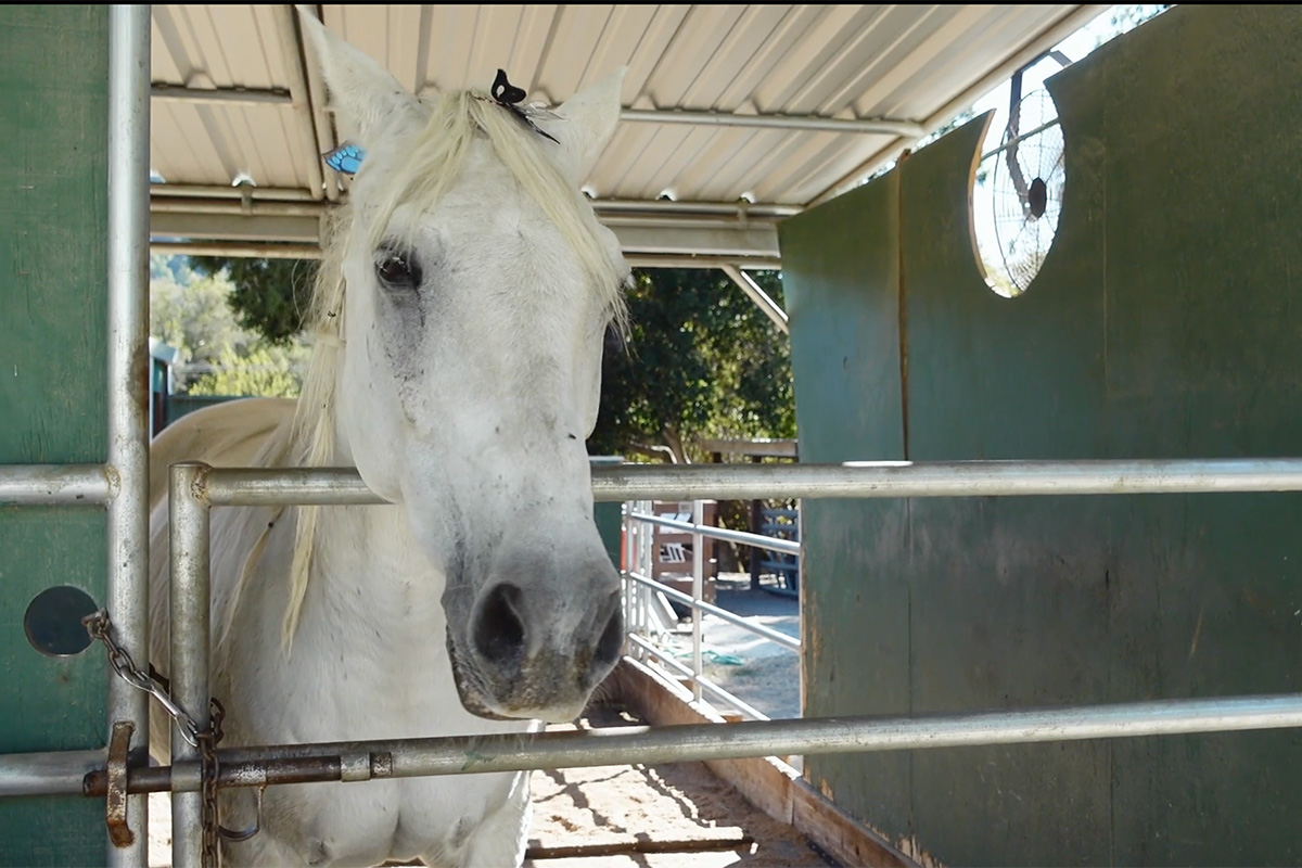 One of the horses at Xenophon Therapeutic Riding Center - a Connected Horse Certified Barn