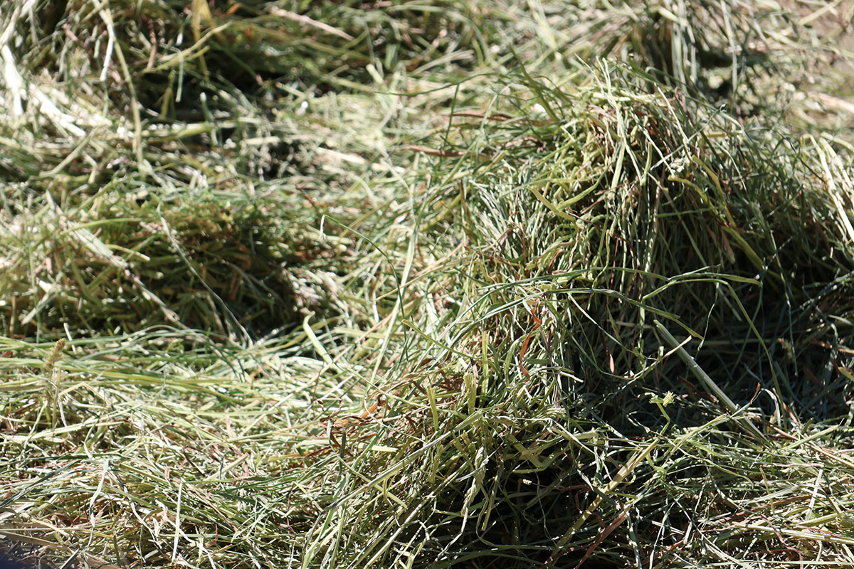 The smell of fresh hay stimulates the senses in our Sensory Engagement Kits