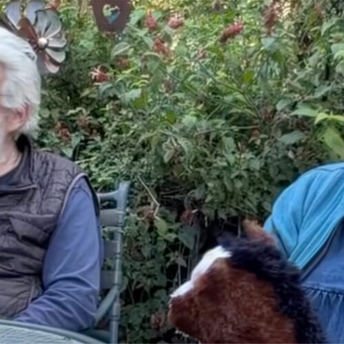 Sunrise Horse Rescue workshop participants discuss the impact of Connected Horse