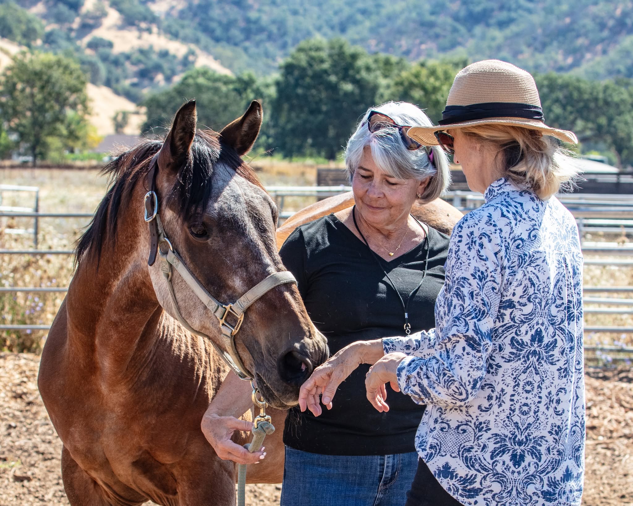 Sunrise Horse Rescue, Connected Horse Workshop participants