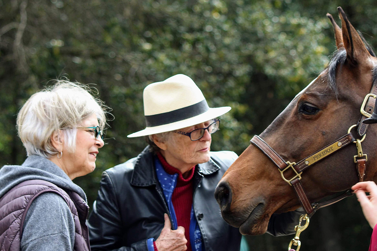 A caregiver and participant interact with one of our horses during a workshop.